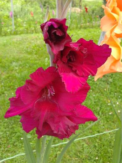 Fotografie0032 - AAAA_GLADIOLE 2015_2017_2018_2019