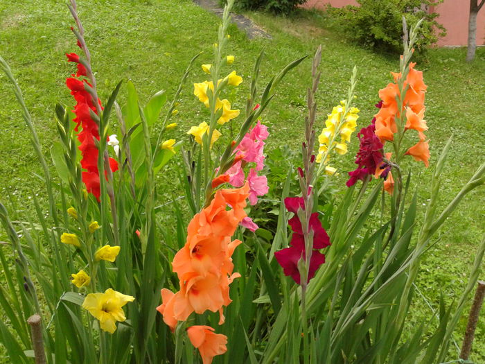 Fotografie0033 - AAAA_GLADIOLE 2015_2017_2018_2019