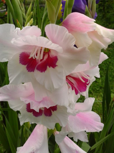Fotografie0034 - AAAA_GLADIOLE 2015_2017_2018_2019