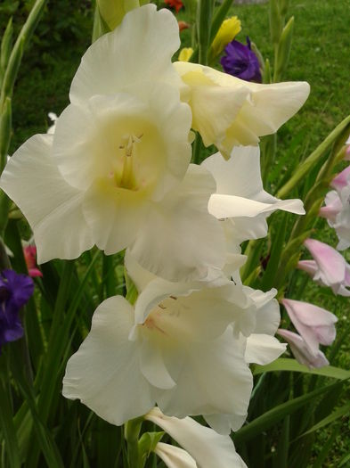 Fotografie0035 - AAAA_GLADIOLE 2015_2017_2018_2019
