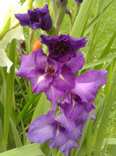 Fotografie0036 - AAAA_GLADIOLE 2015_2017_2018_2019
