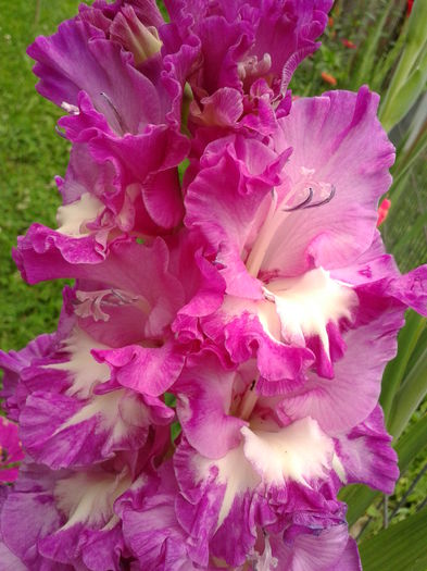 Fotografie0038 - AAAA_GLADIOLE 2015_2017_2018_2019