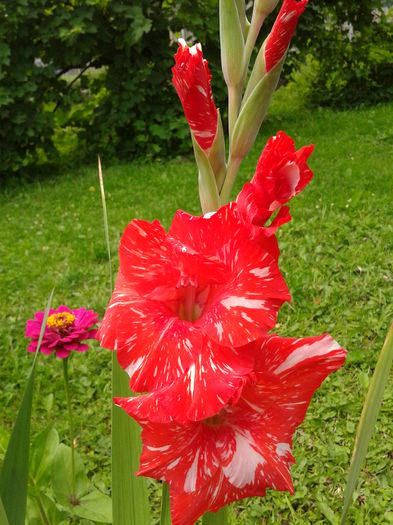 Fotografie0040 - AAAA_GLADIOLE 2015_2017_2018_2019