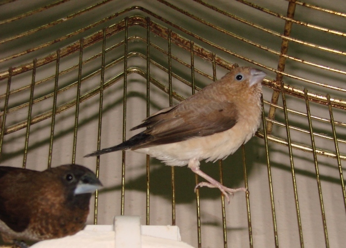 DSC09068 - Pescarusi cu cioc argintiu - African Silverbill