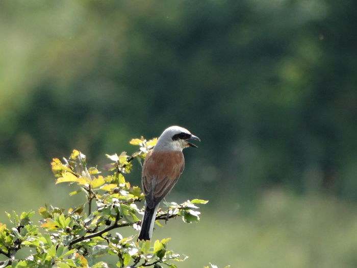 DSC02466 - DE PRIN NATURA