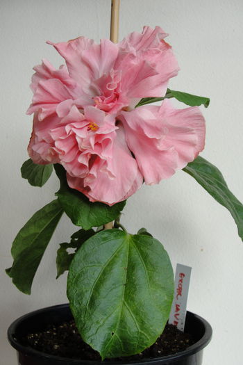 Exotic Lavander Lady