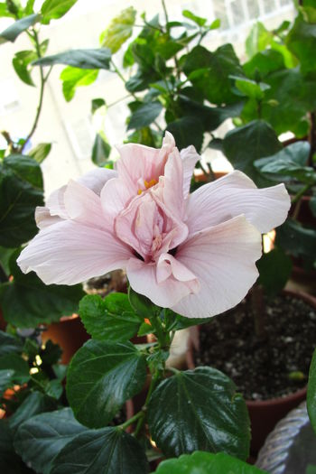  - A0-Hibiscus 2015-1