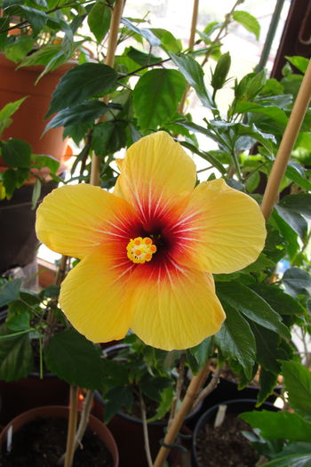 Cuban Variety - A0-Hibiscus 2015-1