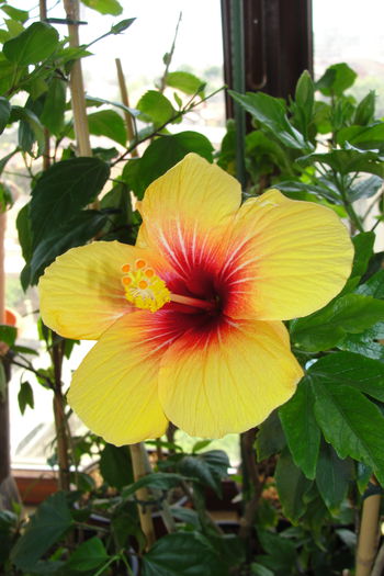  - A0-Hibiscus 2015-1