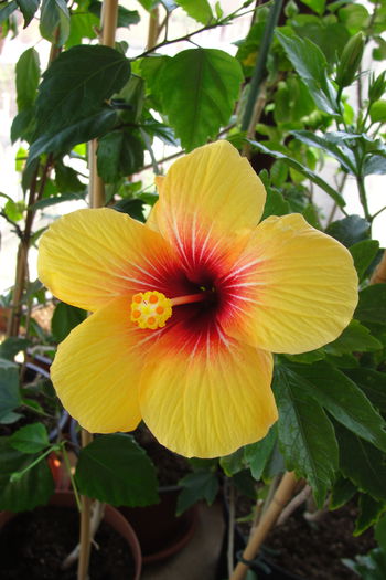  - A0-Hibiscus 2015-1