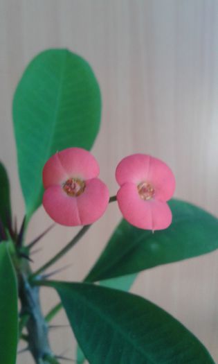 Euphorbia milli - cactusi si suculente