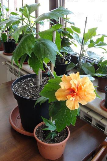  - A0-Hibiscus 2015-1