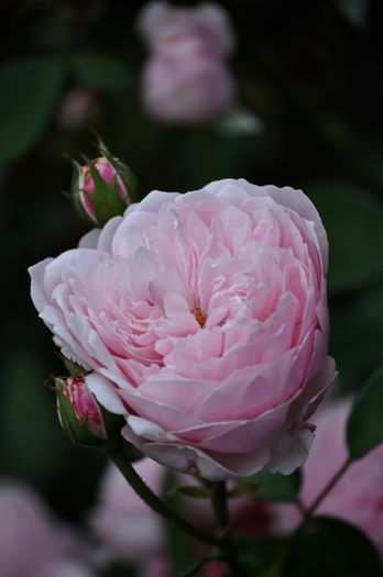 07.2015 - The Alnwick Rose