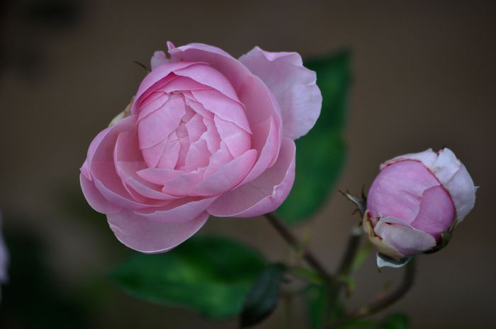 07.2015 - The Alnwick Rose