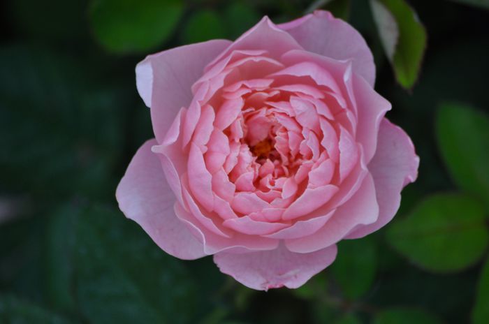 07.2015 - The Alnwick Rose