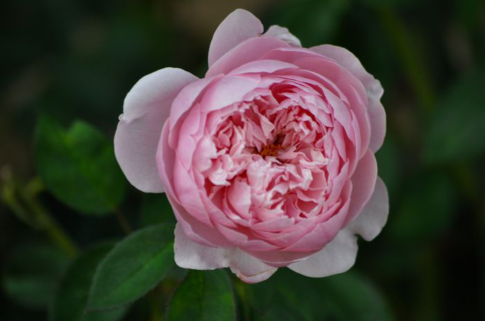 07.2015 - The Alnwick Rose