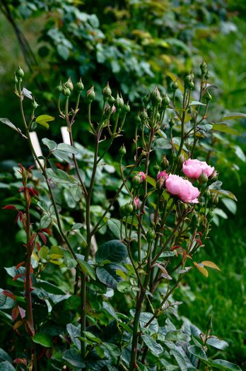 07.2015 - The Alnwick Rose