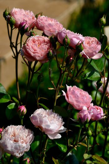 07.2015 - The Alnwick Rose