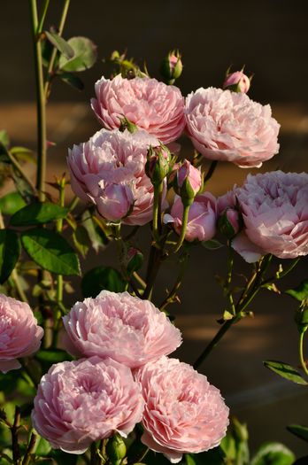 07.2015 - anul 2 - The Alnwick Rose