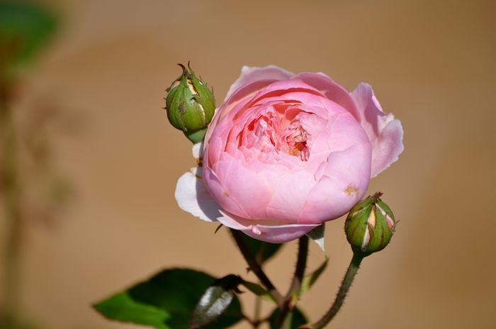 07.2015 - The Alnwick Rose