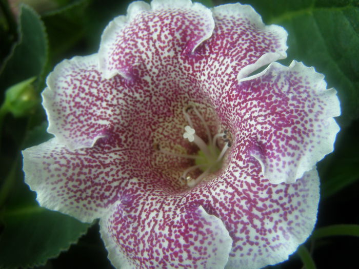 P7180002 - Gloxinii