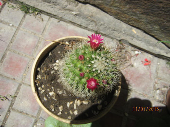 IMG_4134 - Colectia de cactusi