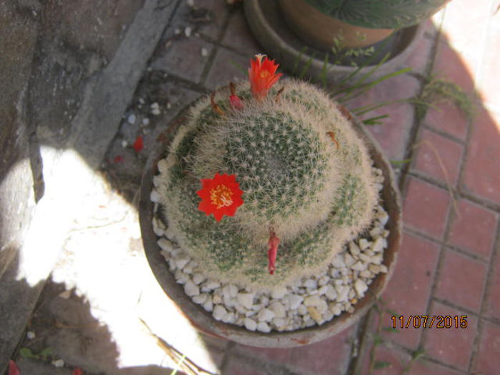 IMG_4135 - Colectia de cactusi
