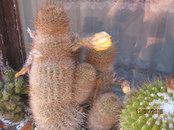 IMG_4144 - Colectia de cactusi