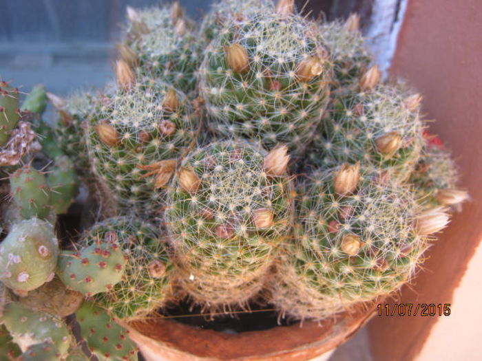 IMG_4146 - Colectia de cactusi