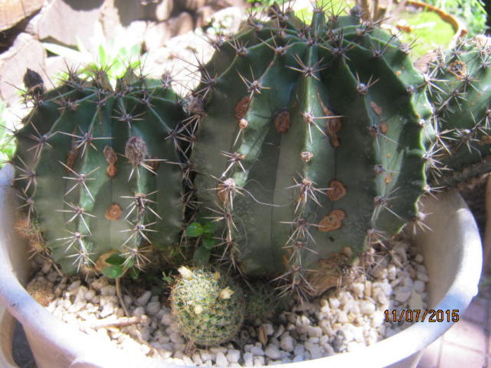 IMG_4151 - Colectia de cactusi