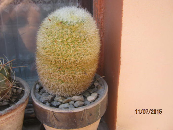 IMG_4155 - Colectia de cactusi