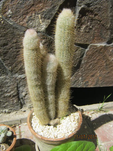 IMG_4156 - Colectia de cactusi