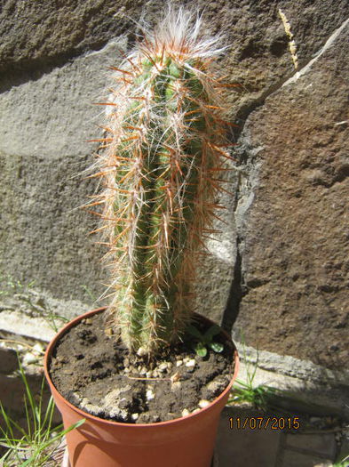 IMG_4157 - Colectia de cactusi