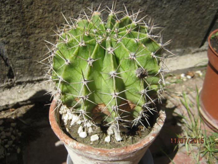 IMG_4158 - Colectia de cactusi