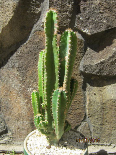 IMG_4159 - Colectia de cactusi