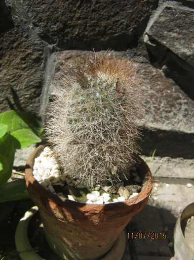 IMG_4160 - Colectia de cactusi