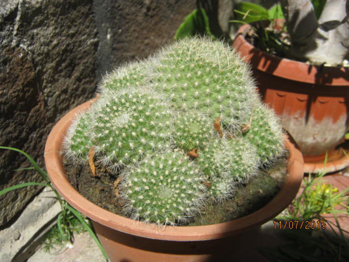 IMG_4161 - Colectia de cactusi