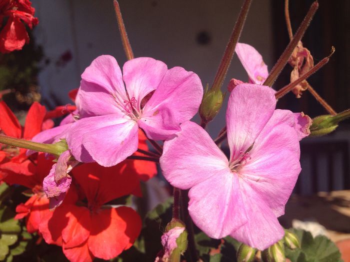 image - Muscate 2015