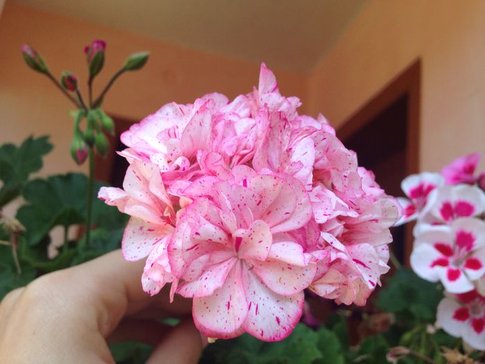 image - Muscate 2015