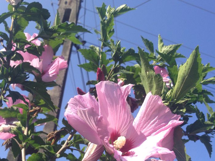 image - Plante 2015