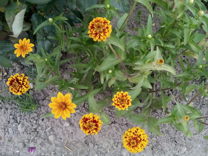 IMG_20150720_202453 - 2015 Flori in  gradina