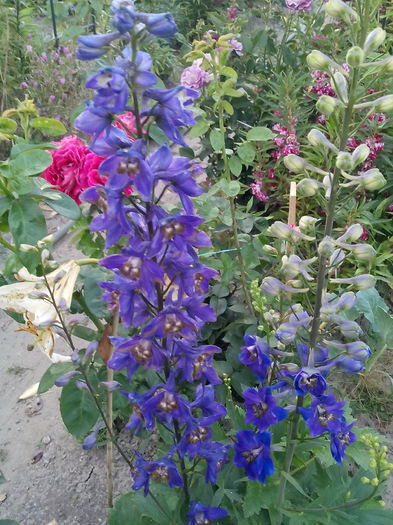 IMG_20150720_202443 - 2015 Flori in  gradina