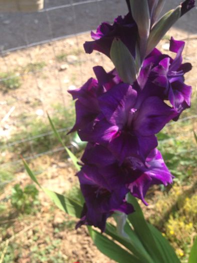 image - Plante 2015