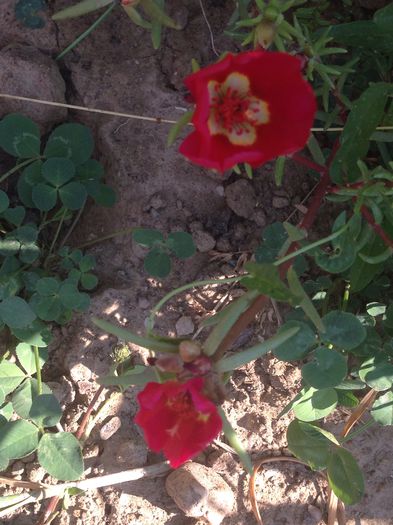 image - Plante 2015