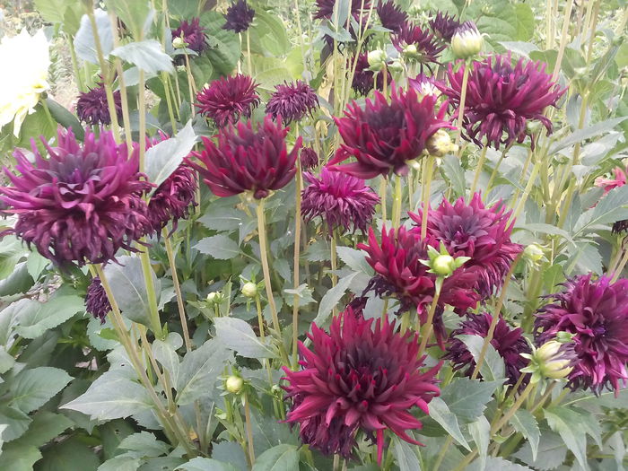 IMG_20150720_202222 - 2015 Flori in  gradina