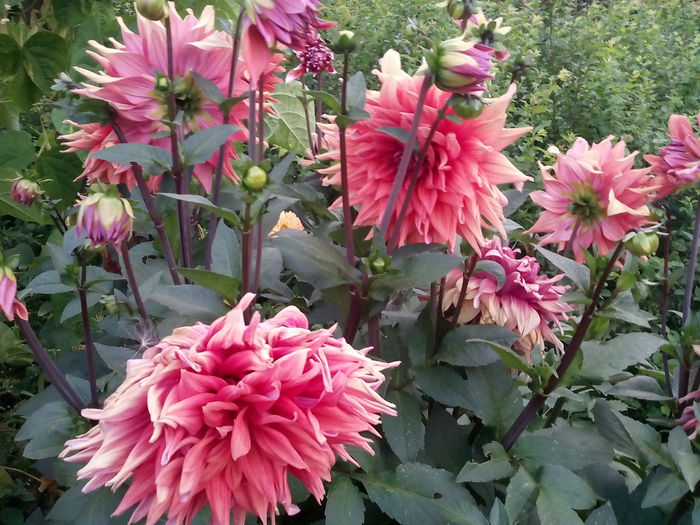 IMG_20150720_202228 - 2015 Flori in  gradina