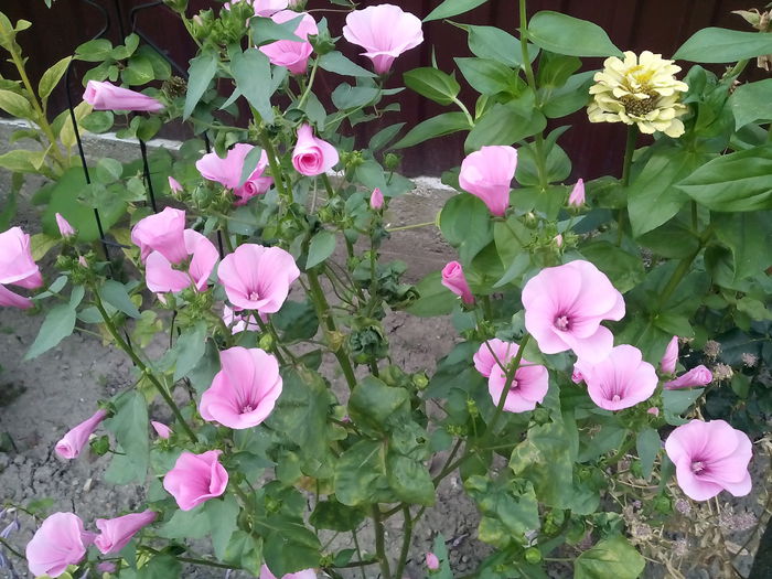 IMG_20150720_202000 - 2015 Flori in  gradina