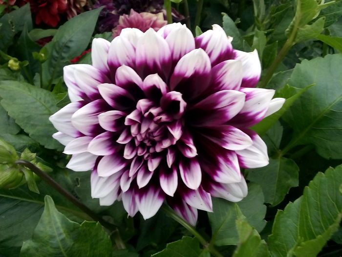 IMG_20150720_202253 - 2015 Flori in  gradina