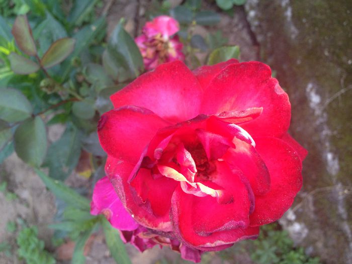 image - Plante 2015