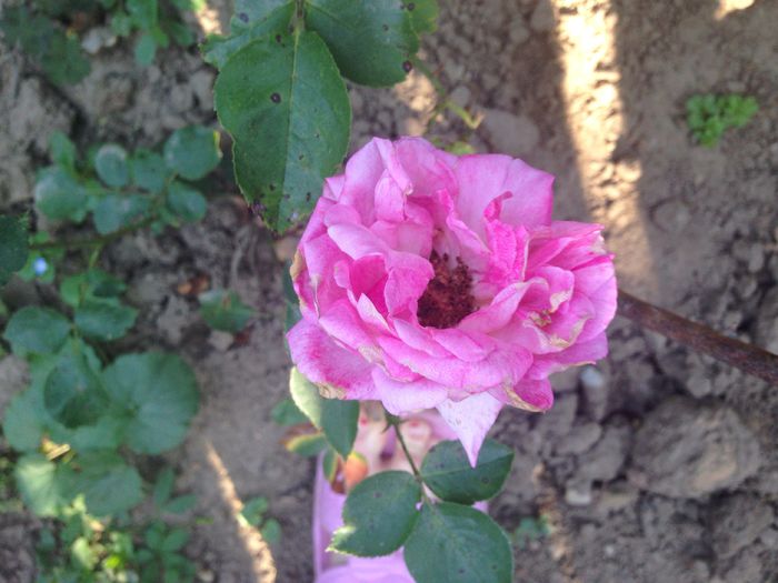 image - Plante 2015